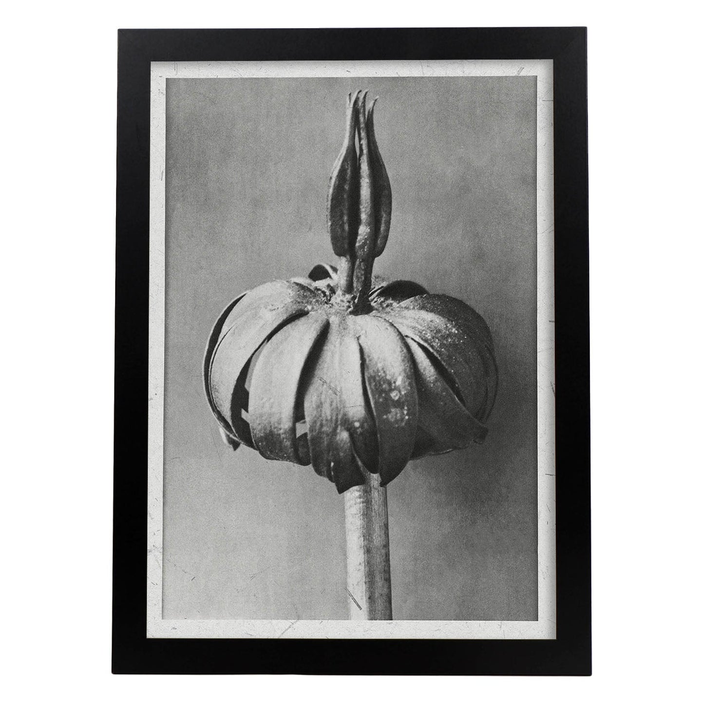Lámina Planta blanco y negro 74. Pósters con ilustraciones de flores y plantas en tonos grises.-Artwork-Nacnic-A4-Marco Negro-Nacnic Estudio SL