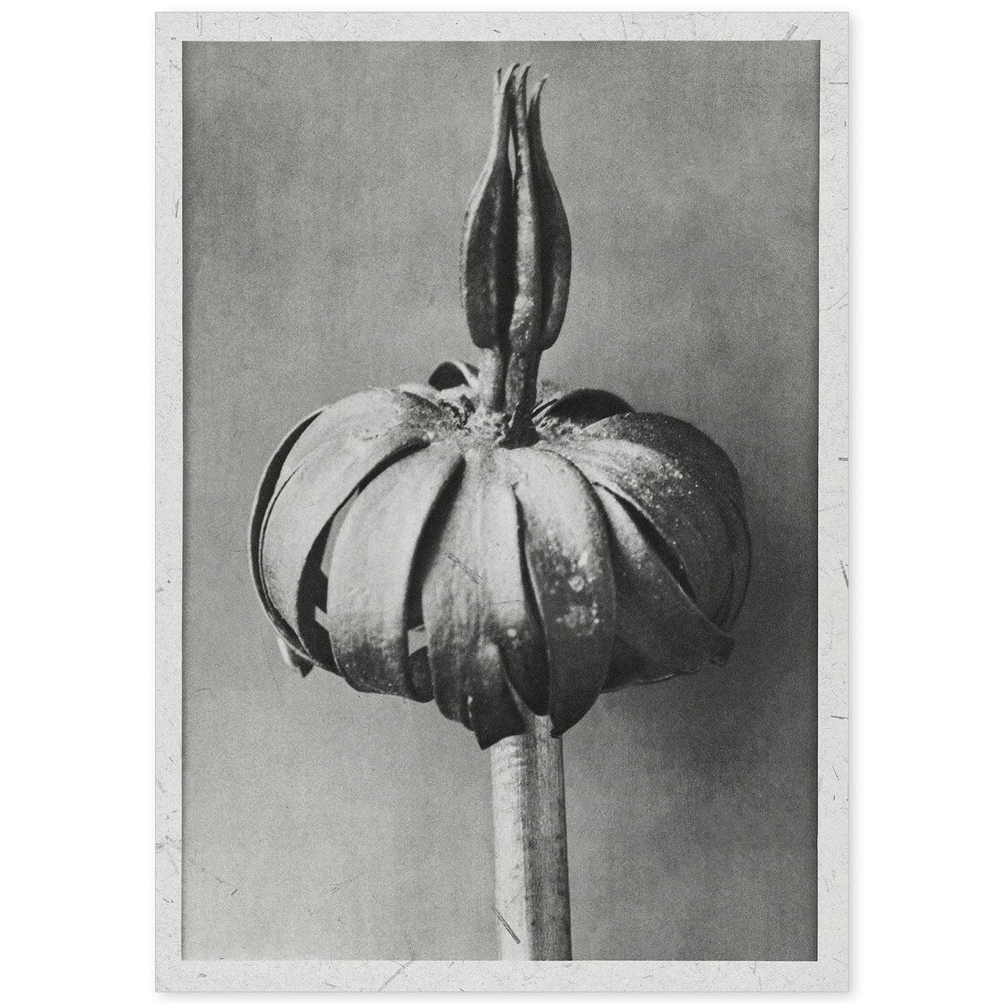 Lámina Planta blanco y negro 74. Pósters con ilustraciones de flores y plantas en tonos grises.-Artwork-Nacnic-A4-Sin marco-Nacnic Estudio SL