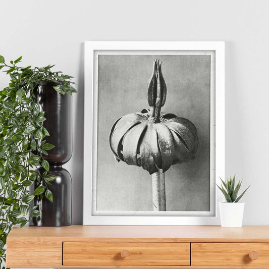 Lámina Planta blanco y negro 74. Pósters con ilustraciones de flores y plantas en tonos grises.-Artwork-Nacnic-Nacnic Estudio SL