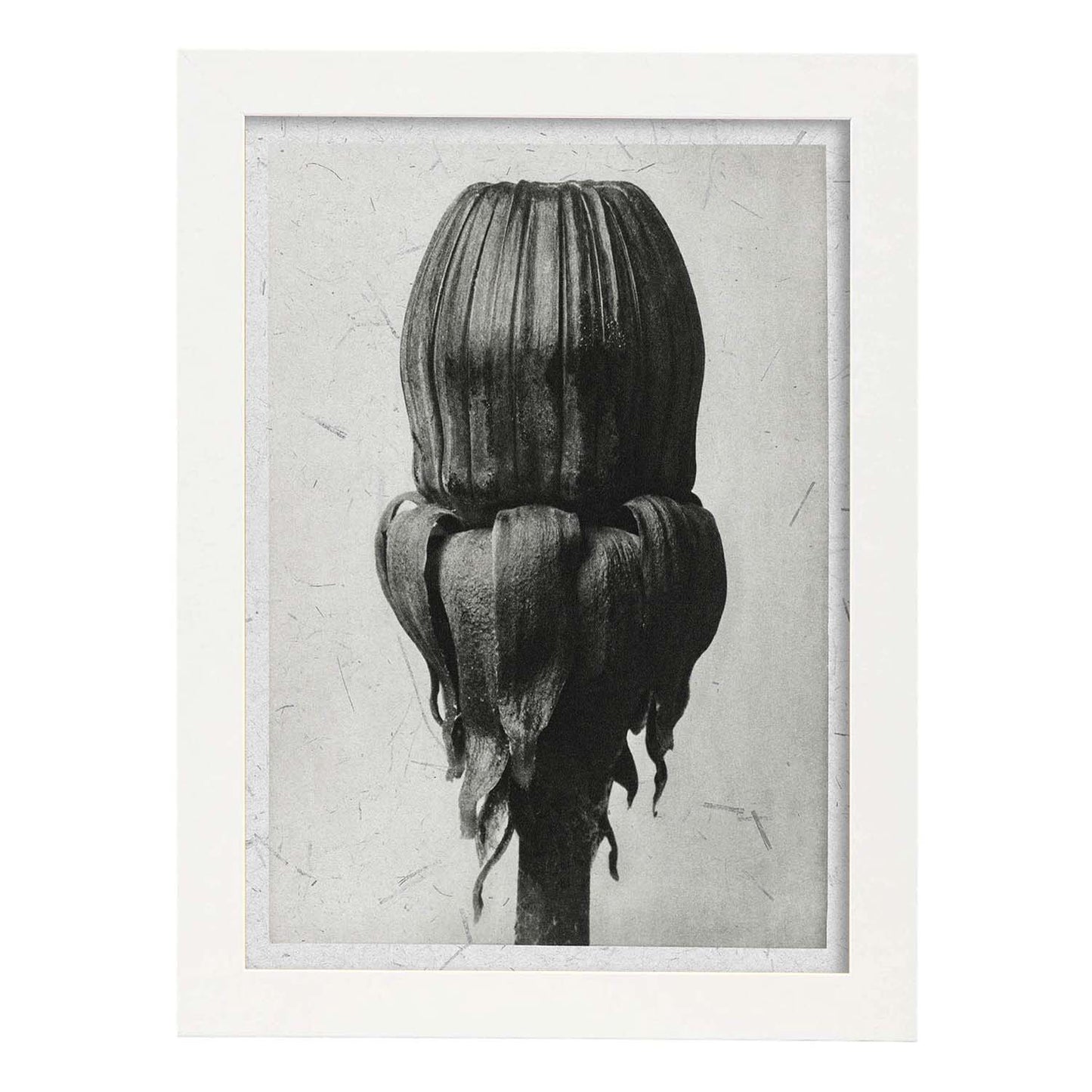 Lámina Planta blanco y negro 75. Pósters con ilustraciones de flores y plantas en tonos grises.-Artwork-Nacnic-A3-Marco Blanco-Nacnic Estudio SL