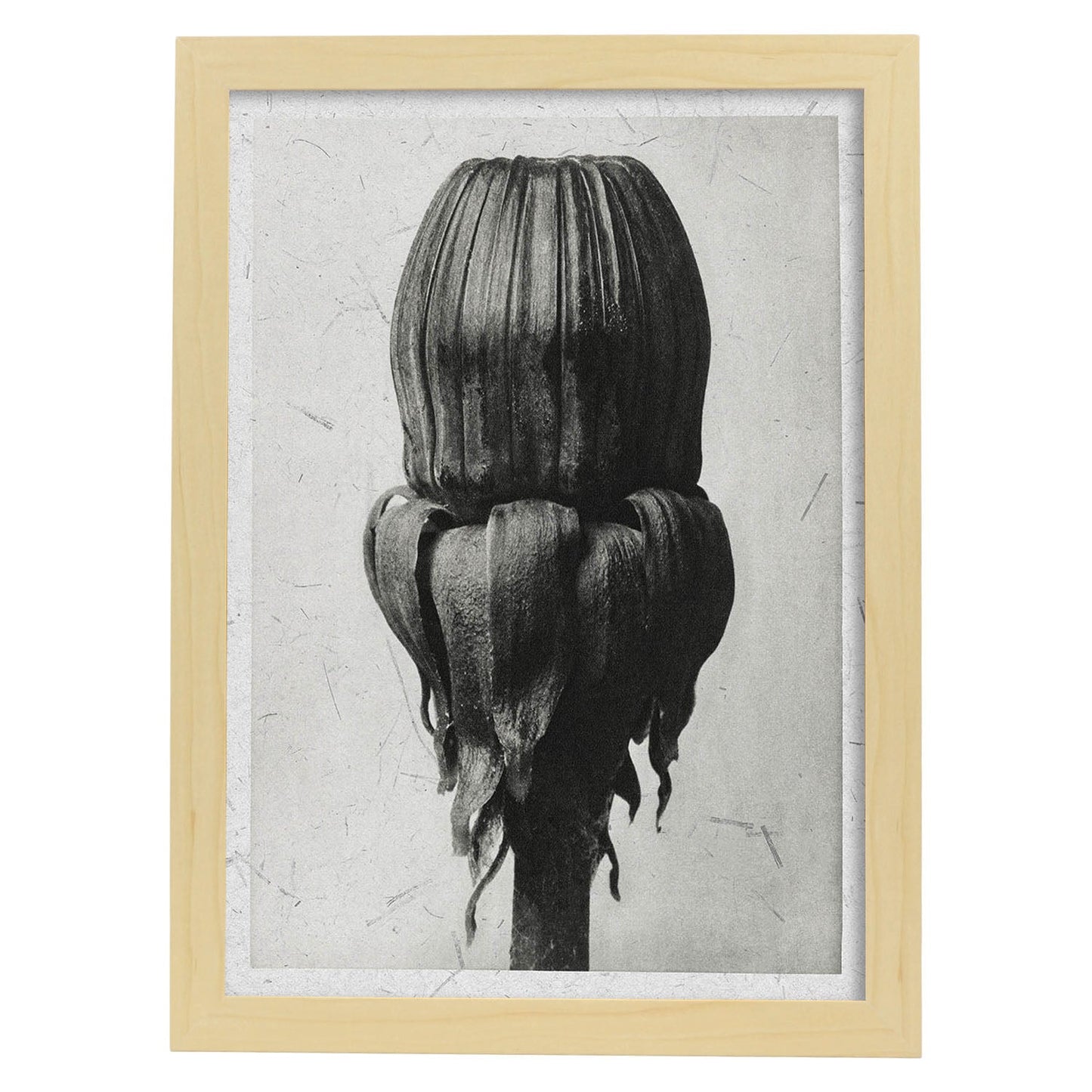 Lámina Planta blanco y negro 75. Pósters con ilustraciones de flores y plantas en tonos grises.-Artwork-Nacnic-A3-Marco Madera clara-Nacnic Estudio SL