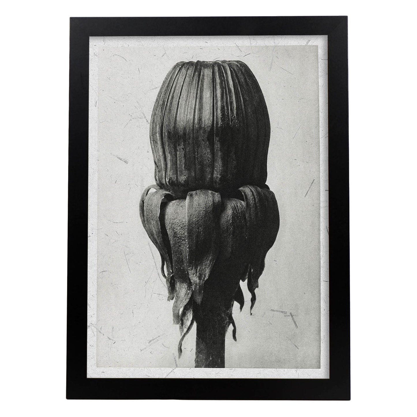 Lámina Planta blanco y negro 75. Pósters con ilustraciones de flores y plantas en tonos grises.-Artwork-Nacnic-A3-Marco Negro-Nacnic Estudio SL