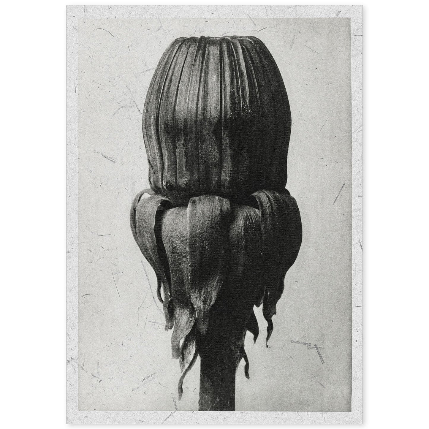 Lámina Planta blanco y negro 75. Pósters con ilustraciones de flores y plantas en tonos grises.-Artwork-Nacnic-A4-Sin marco-Nacnic Estudio SL