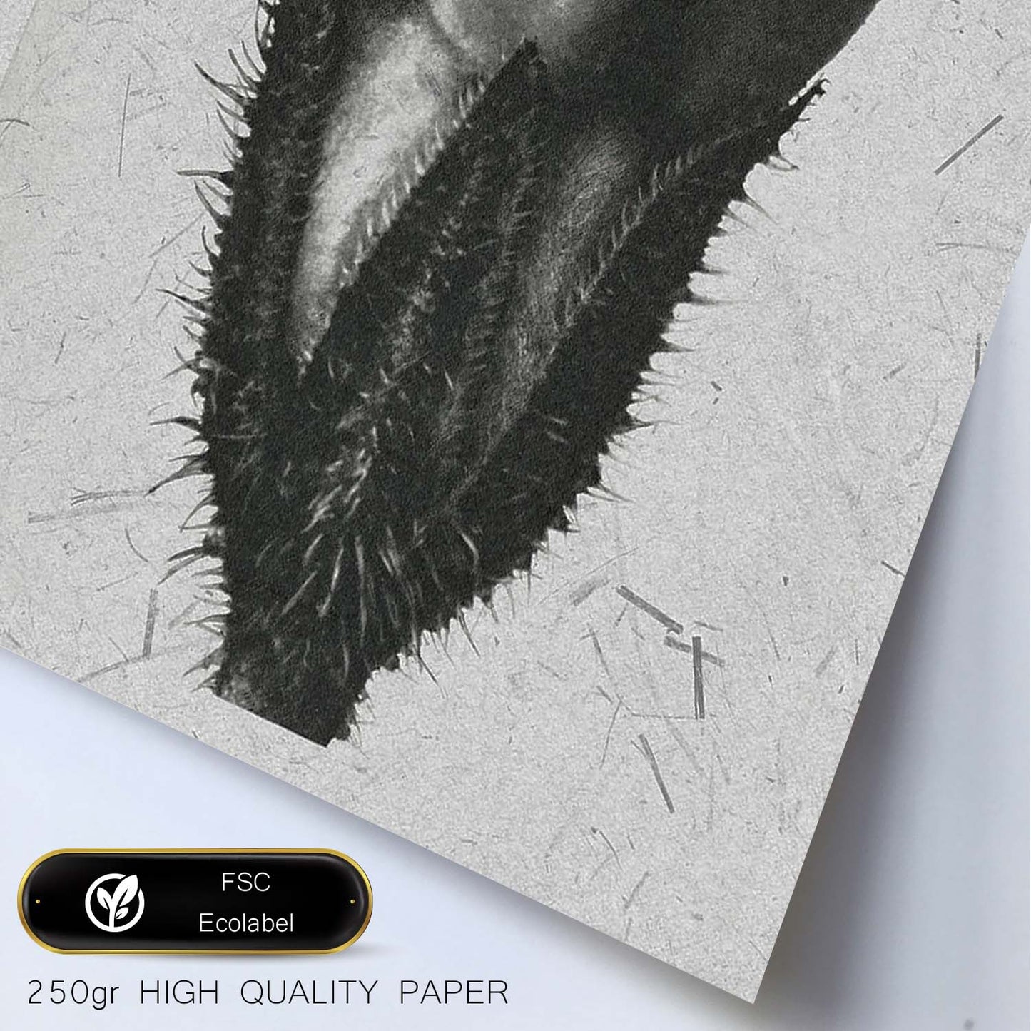 Lámina Planta blanco y negro 77. Pósters con ilustraciones de flores y plantas en tonos grises.-Artwork-Nacnic-Nacnic Estudio SL