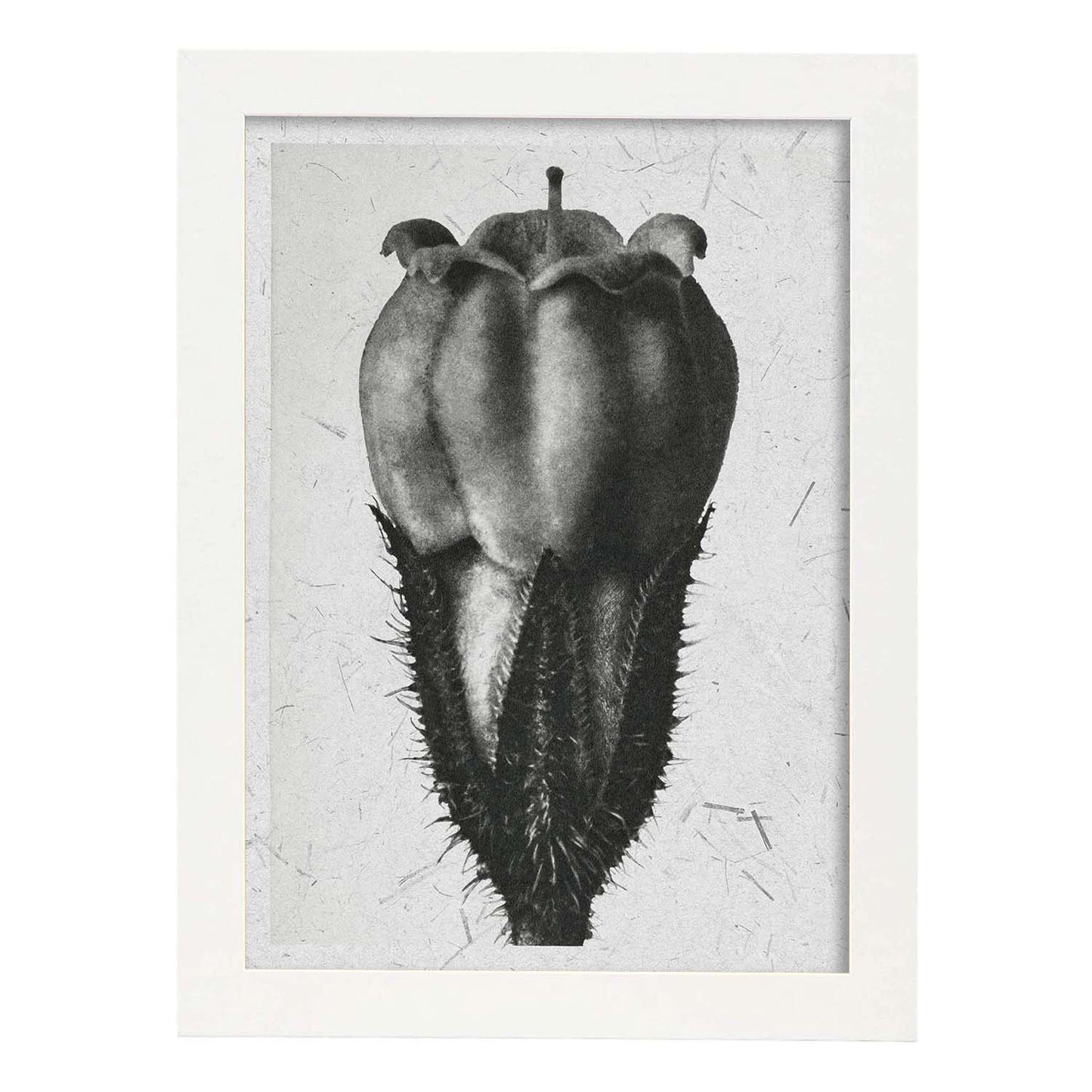 Lámina Planta blanco y negro 77. Pósters con ilustraciones de flores y plantas en tonos grises.-Artwork-Nacnic-A3-Marco Blanco-Nacnic Estudio SL