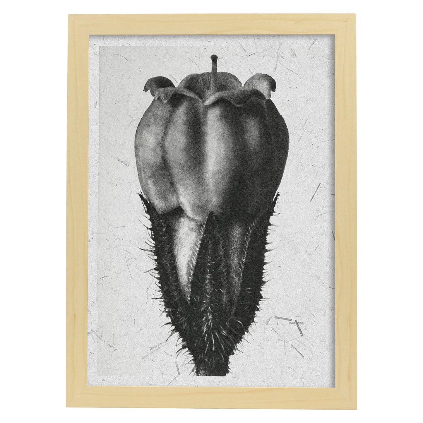 Lámina Planta blanco y negro 77. Pósters con ilustraciones de flores y plantas en tonos grises.-Artwork-Nacnic-A3-Marco Madera clara-Nacnic Estudio SL
