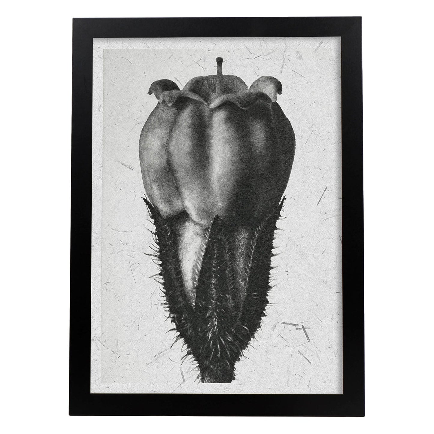 Lámina Planta blanco y negro 77. Pósters con ilustraciones de flores y plantas en tonos grises.-Artwork-Nacnic-A3-Marco Negro-Nacnic Estudio SL