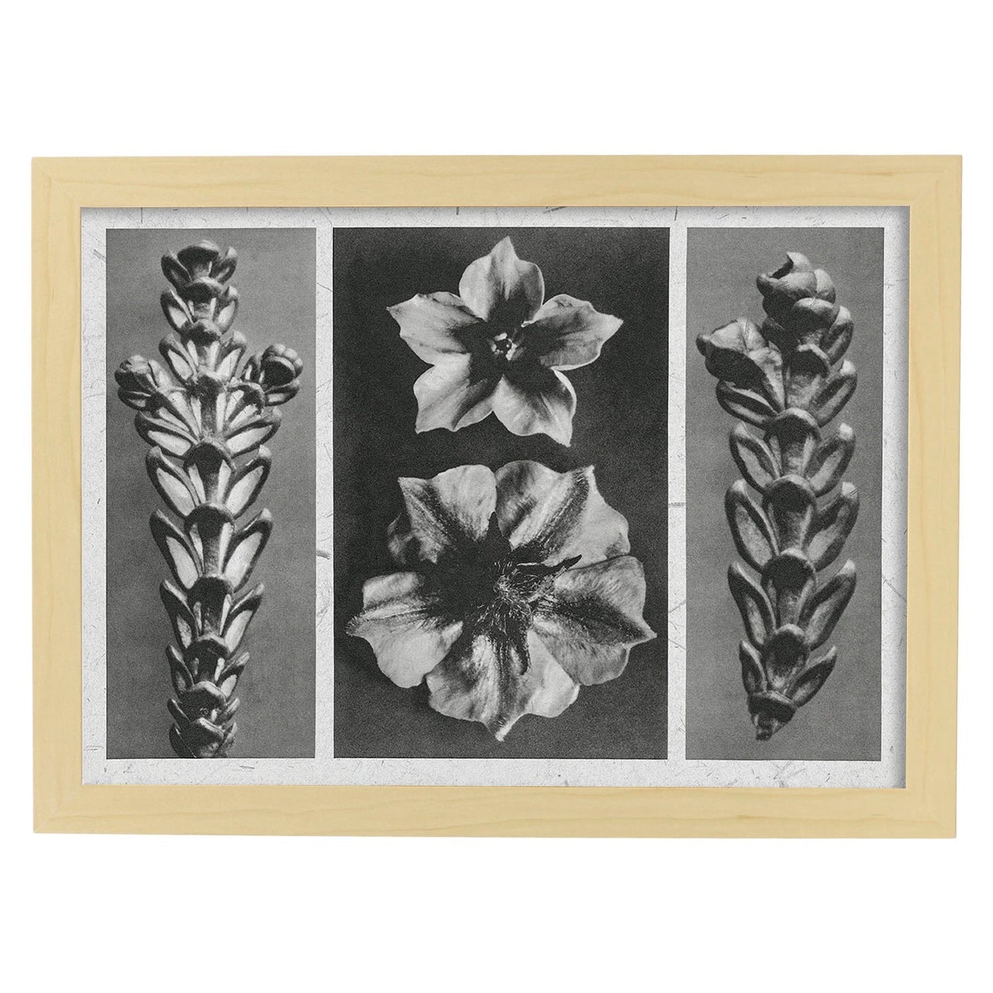 Lámina Planta blanco y negro 78. Pósters con ilustraciones de flores y plantas en tonos grises.-Artwork-Nacnic-A3-Marco Madera clara-Nacnic Estudio SL