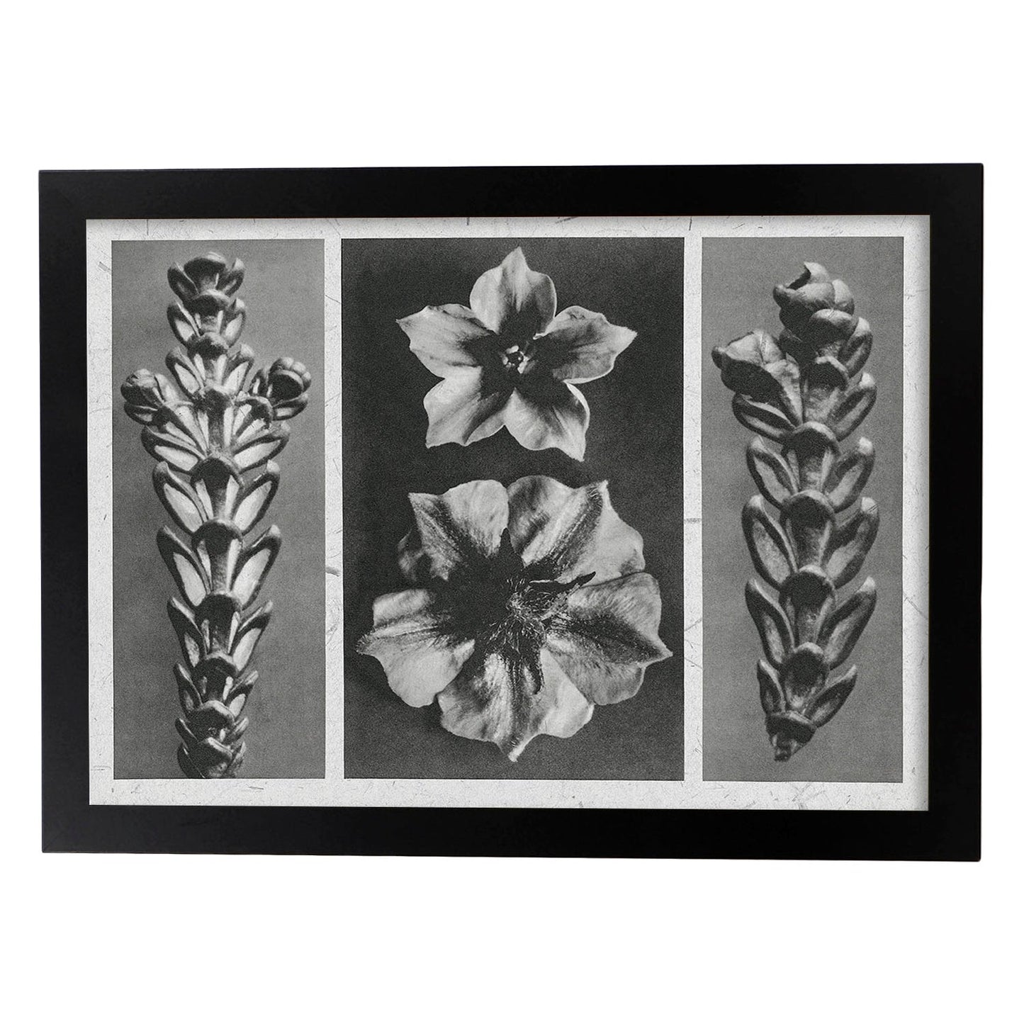 Lámina Planta blanco y negro 78. Pósters con ilustraciones de flores y plantas en tonos grises.-Artwork-Nacnic-A3-Marco Negro-Nacnic Estudio SL