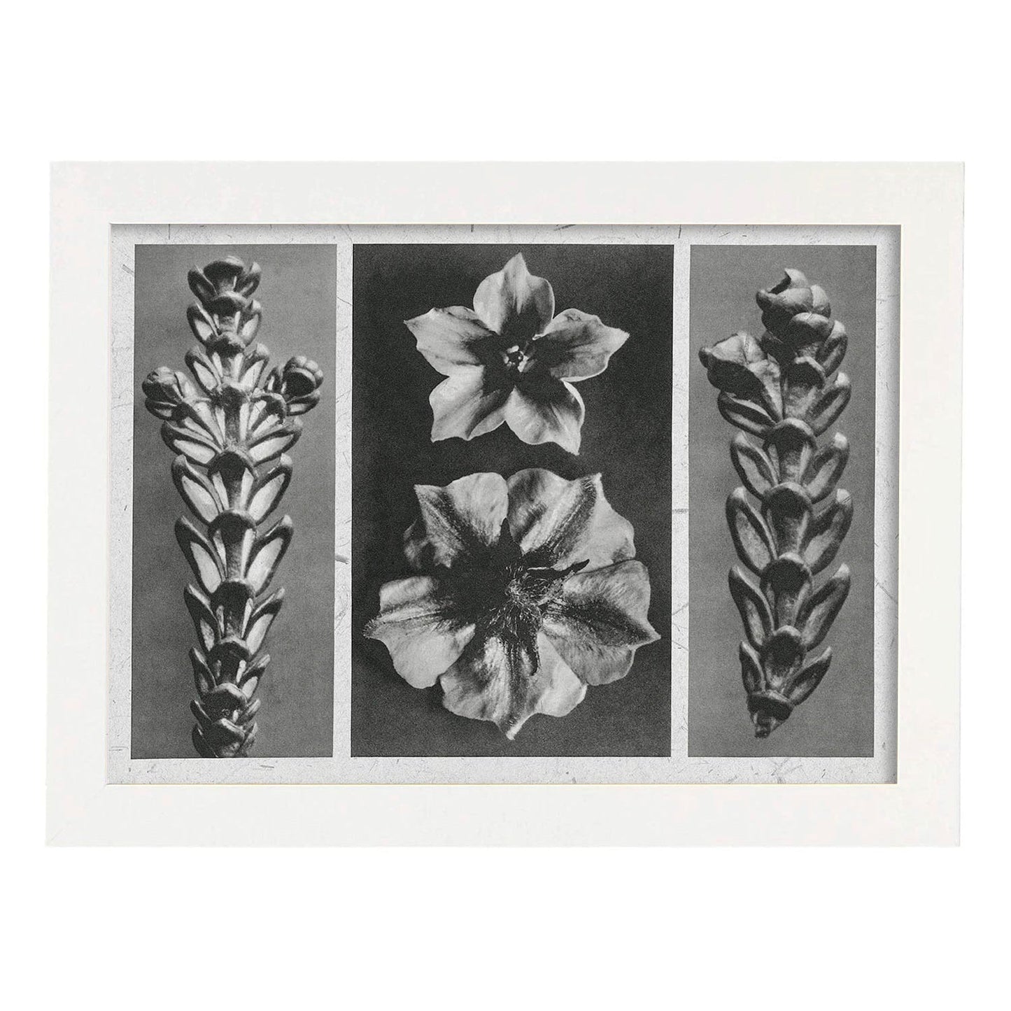 Lámina Planta blanco y negro 78. Pósters con ilustraciones de flores y plantas en tonos grises.-Artwork-Nacnic-A4-Marco Blanco-Nacnic Estudio SL