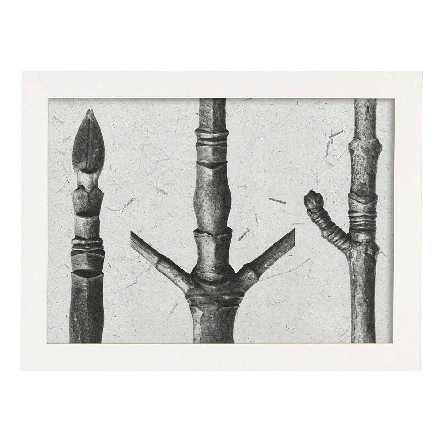 Lámina Planta blanco y negro 79. Pósters con ilustraciones de flores y plantas en tonos grises.-Artwork-Nacnic-A3-Marco Blanco-Nacnic Estudio SL