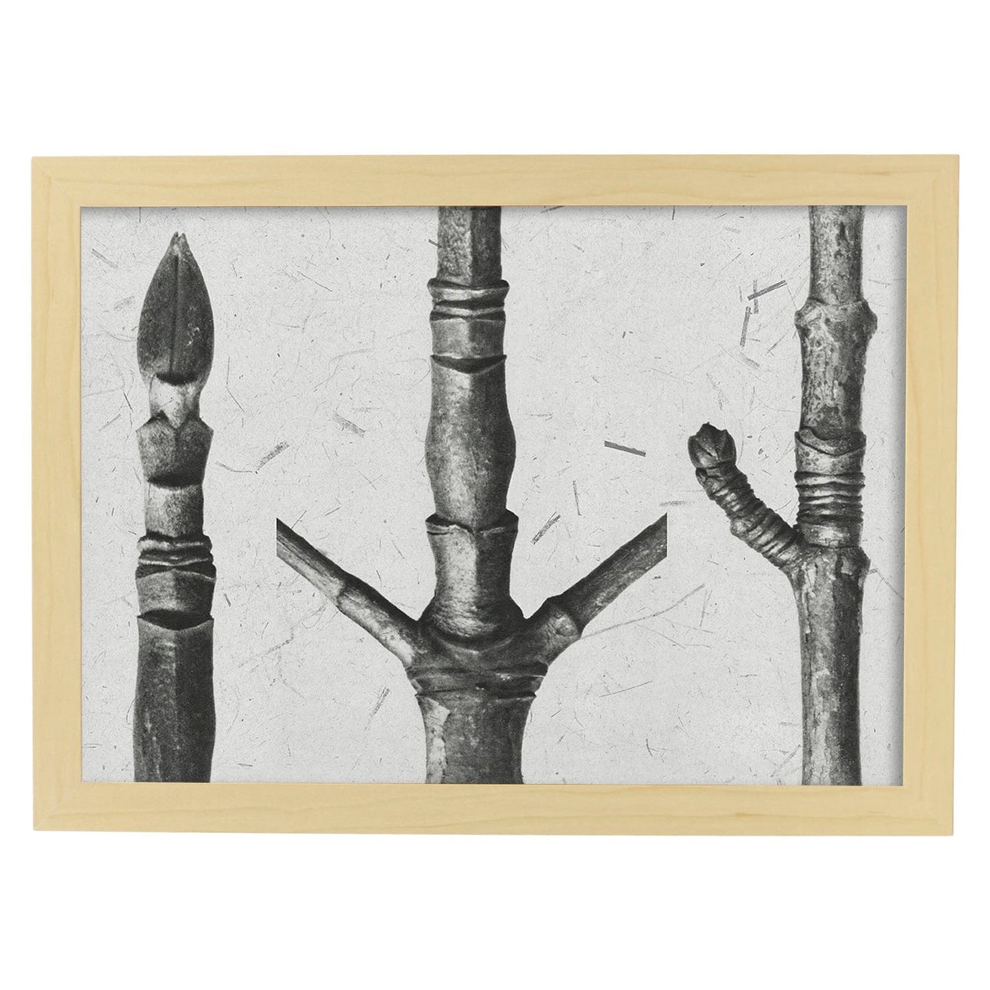 Lámina Planta blanco y negro 79. Pósters con ilustraciones de flores y plantas en tonos grises.-Artwork-Nacnic-A3-Marco Madera clara-Nacnic Estudio SL