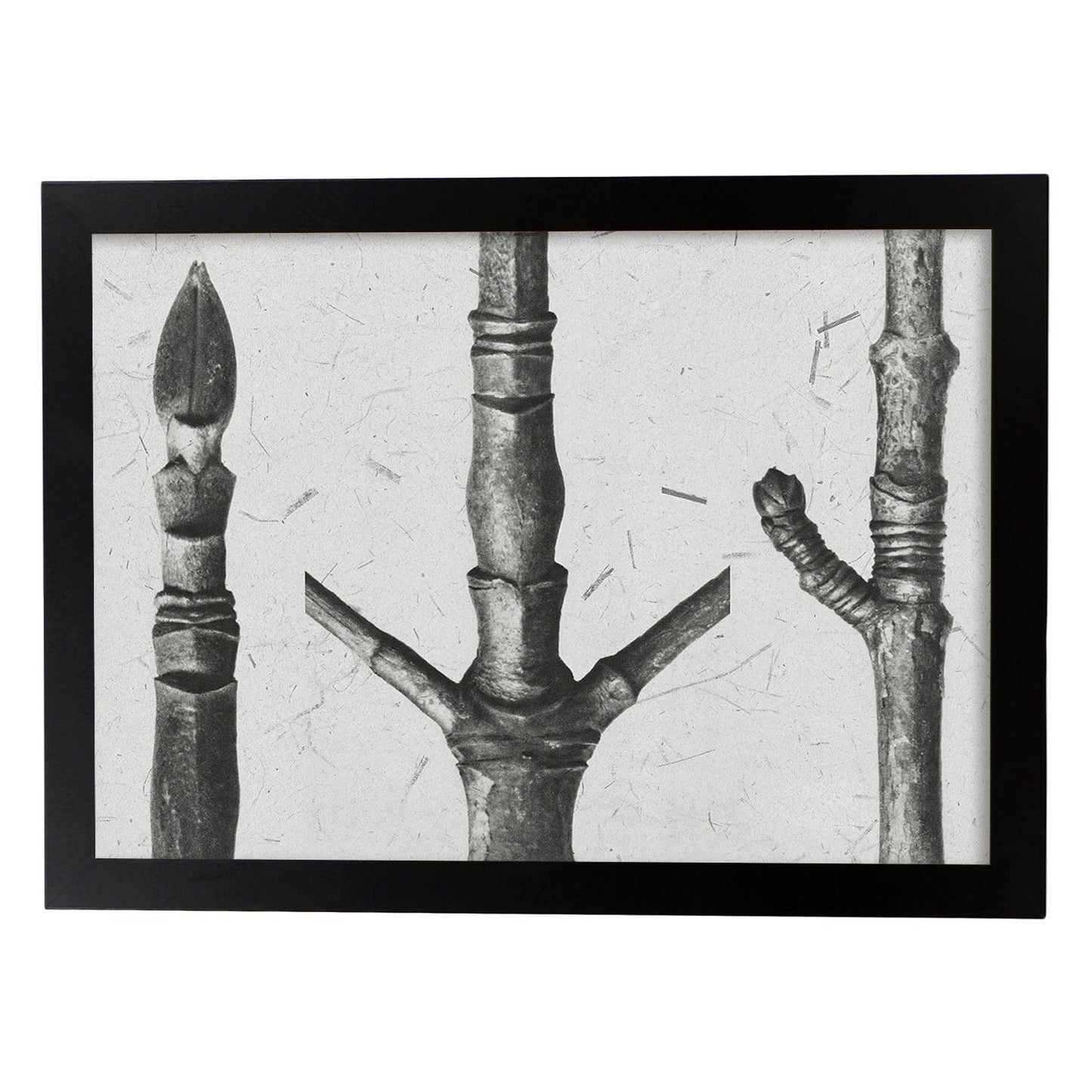Lámina Planta blanco y negro 79. Pósters con ilustraciones de flores y plantas en tonos grises.-Artwork-Nacnic-A3-Marco Negro-Nacnic Estudio SL