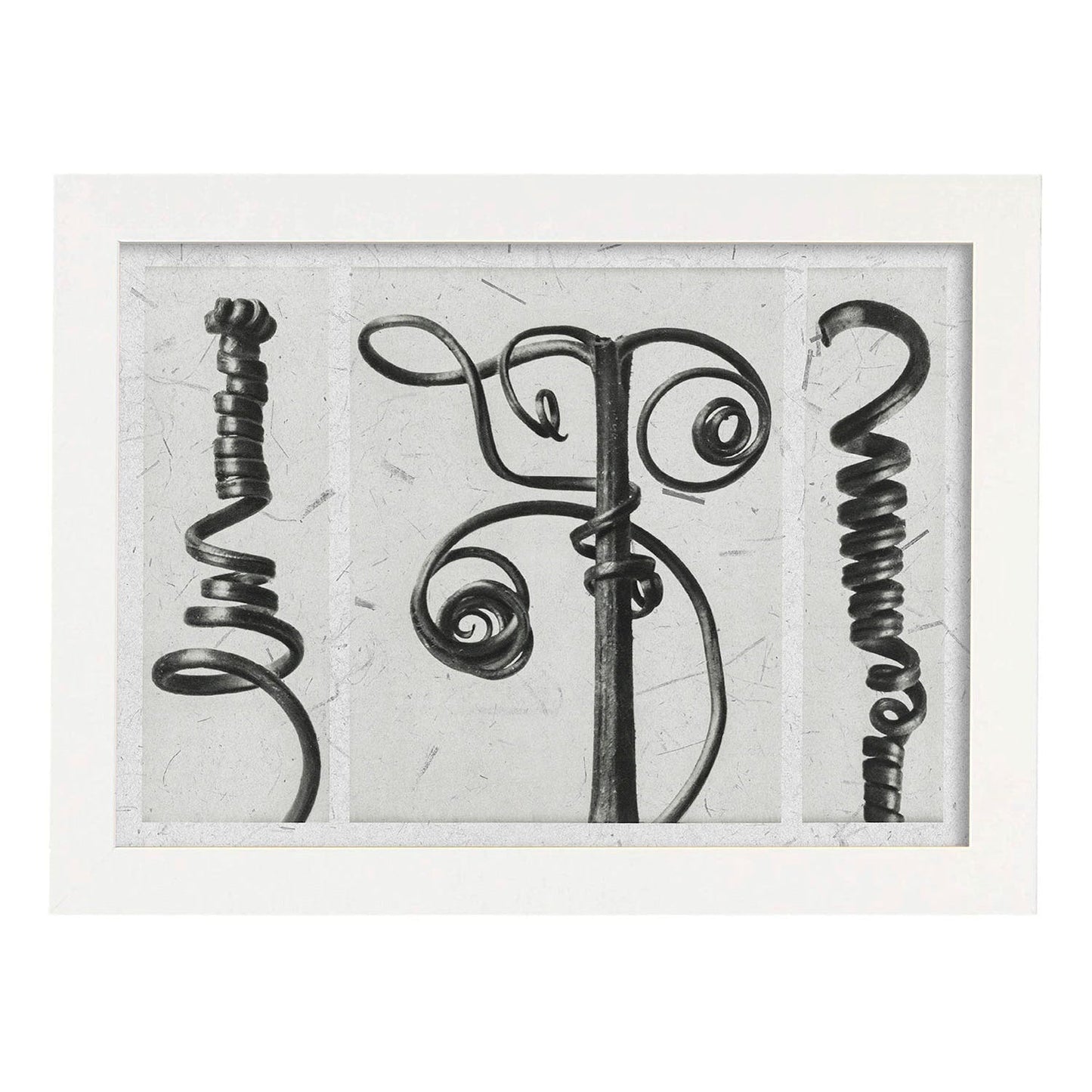 Lámina Planta blanco y negro 80. Pósters con ilustraciones de flores y plantas en tonos grises.-Artwork-Nacnic-A3-Marco Blanco-Nacnic Estudio SL