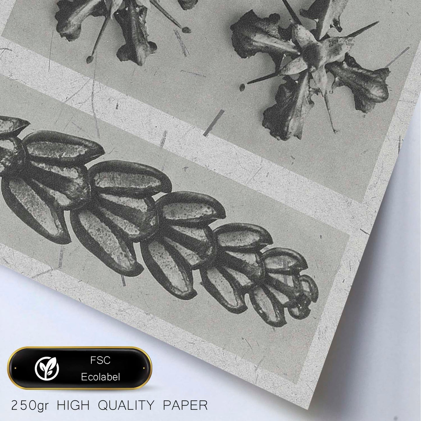 Lámina Planta blanco y negro 81. Pósters con ilustraciones de flores y plantas en tonos grises.-Artwork-Nacnic-Nacnic Estudio SL