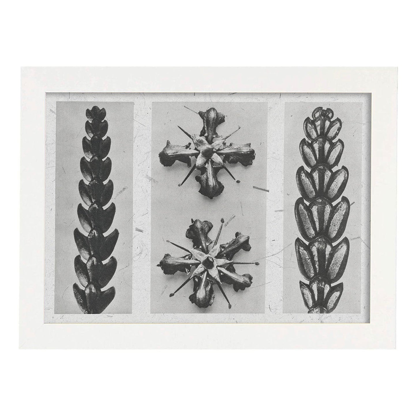 Lámina Planta blanco y negro 81. Pósters con ilustraciones de flores y plantas en tonos grises.-Artwork-Nacnic-A4-Marco Blanco-Nacnic Estudio SL