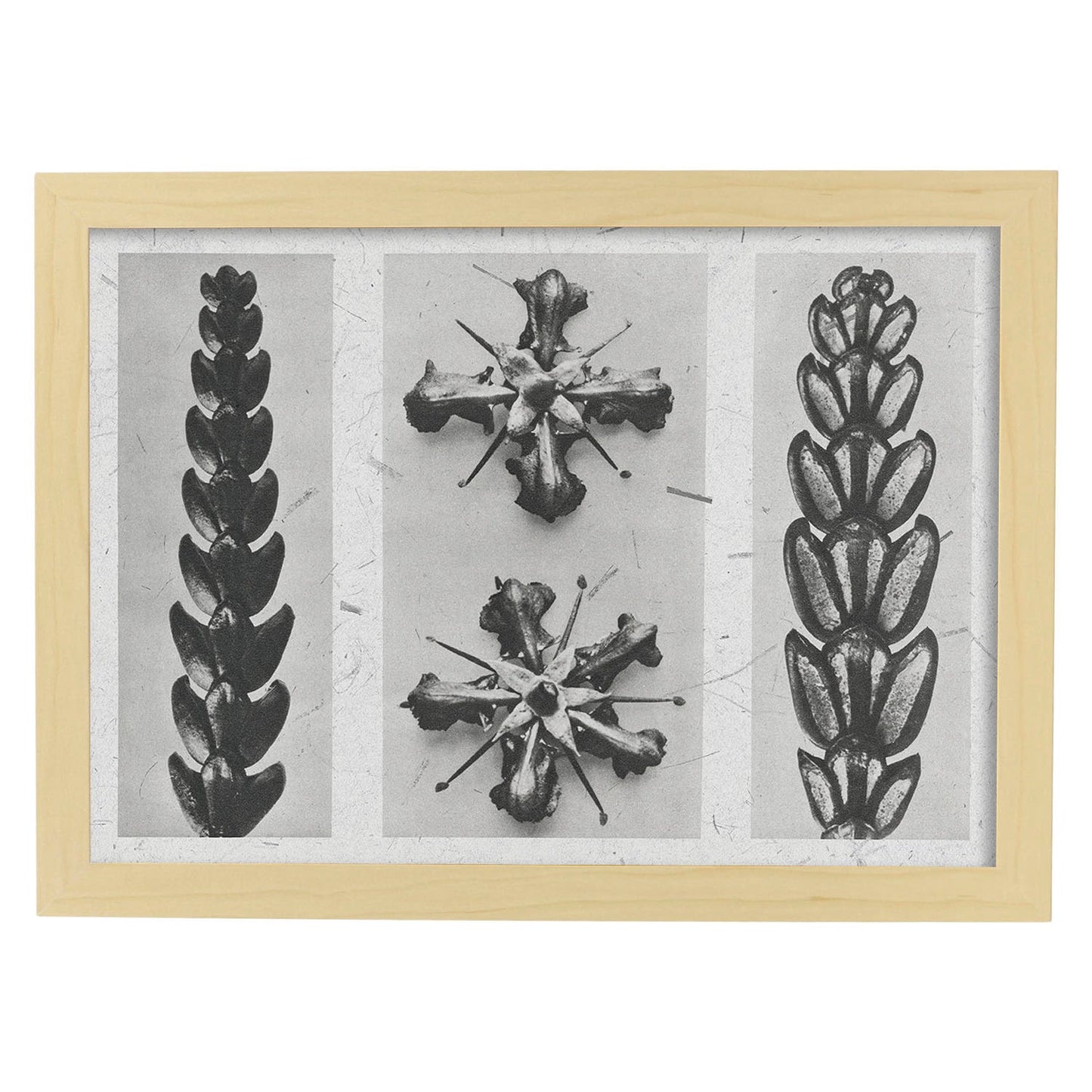 Lámina Planta blanco y negro 81. Pósters con ilustraciones de flores y plantas en tonos grises.-Artwork-Nacnic-A4-Marco Madera clara-Nacnic Estudio SL