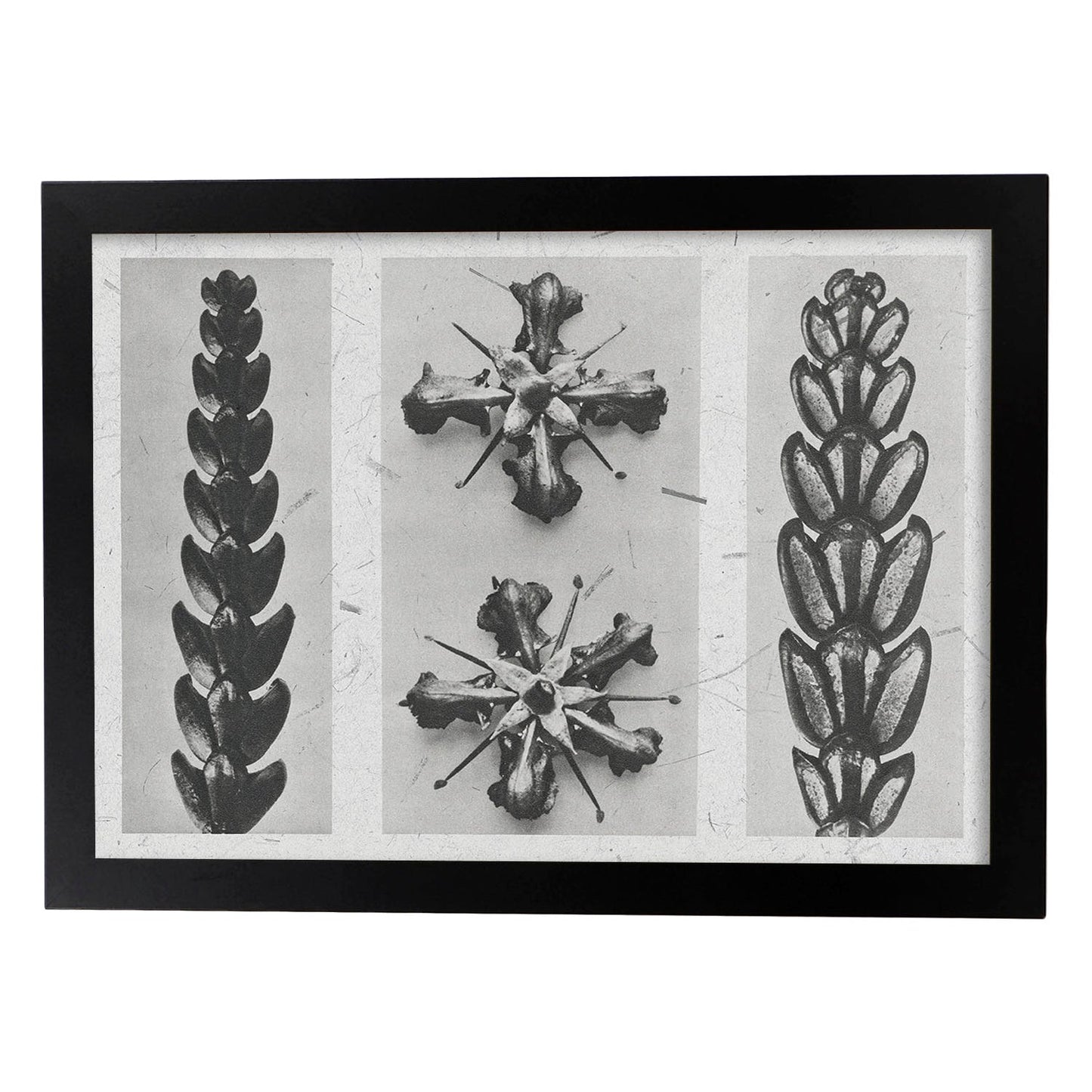 Lámina Planta blanco y negro 81. Pósters con ilustraciones de flores y plantas en tonos grises.-Artwork-Nacnic-A4-Marco Negro-Nacnic Estudio SL