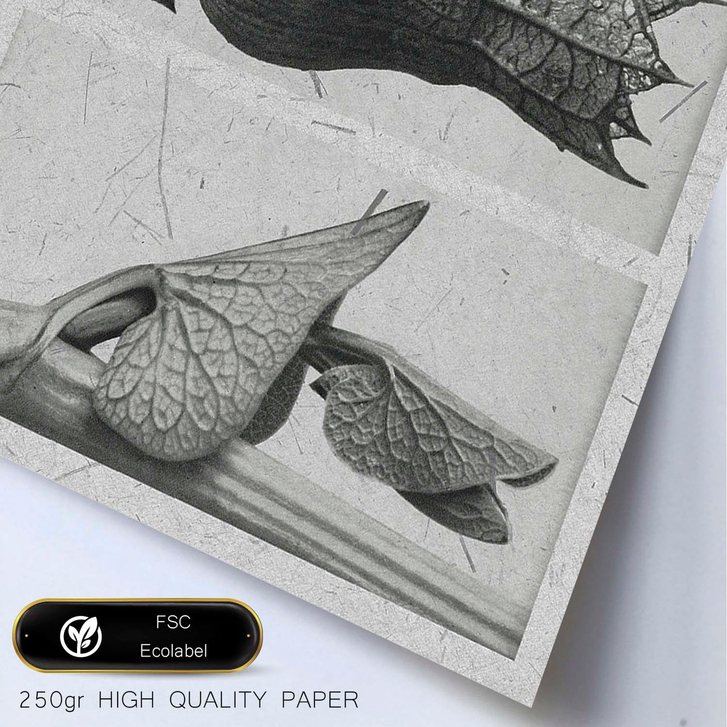 Lámina Planta blanco y negro 82. Pósters con ilustraciones de flores y plantas en tonos grises.-Artwork-Nacnic-Nacnic Estudio SL