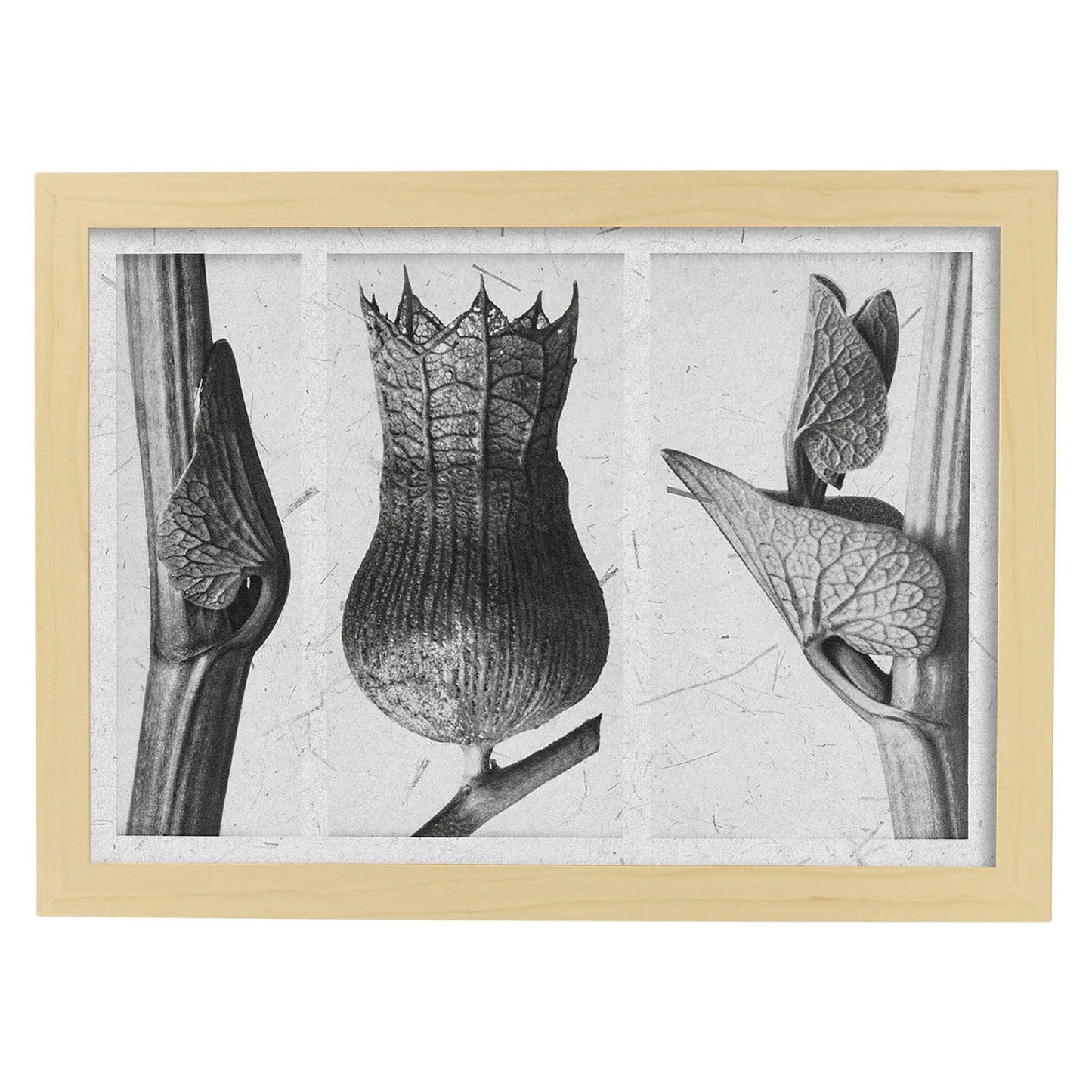 Lámina Planta blanco y negro 82. Pósters con ilustraciones de flores y plantas en tonos grises.-Artwork-Nacnic-A3-Marco Madera clara-Nacnic Estudio SL