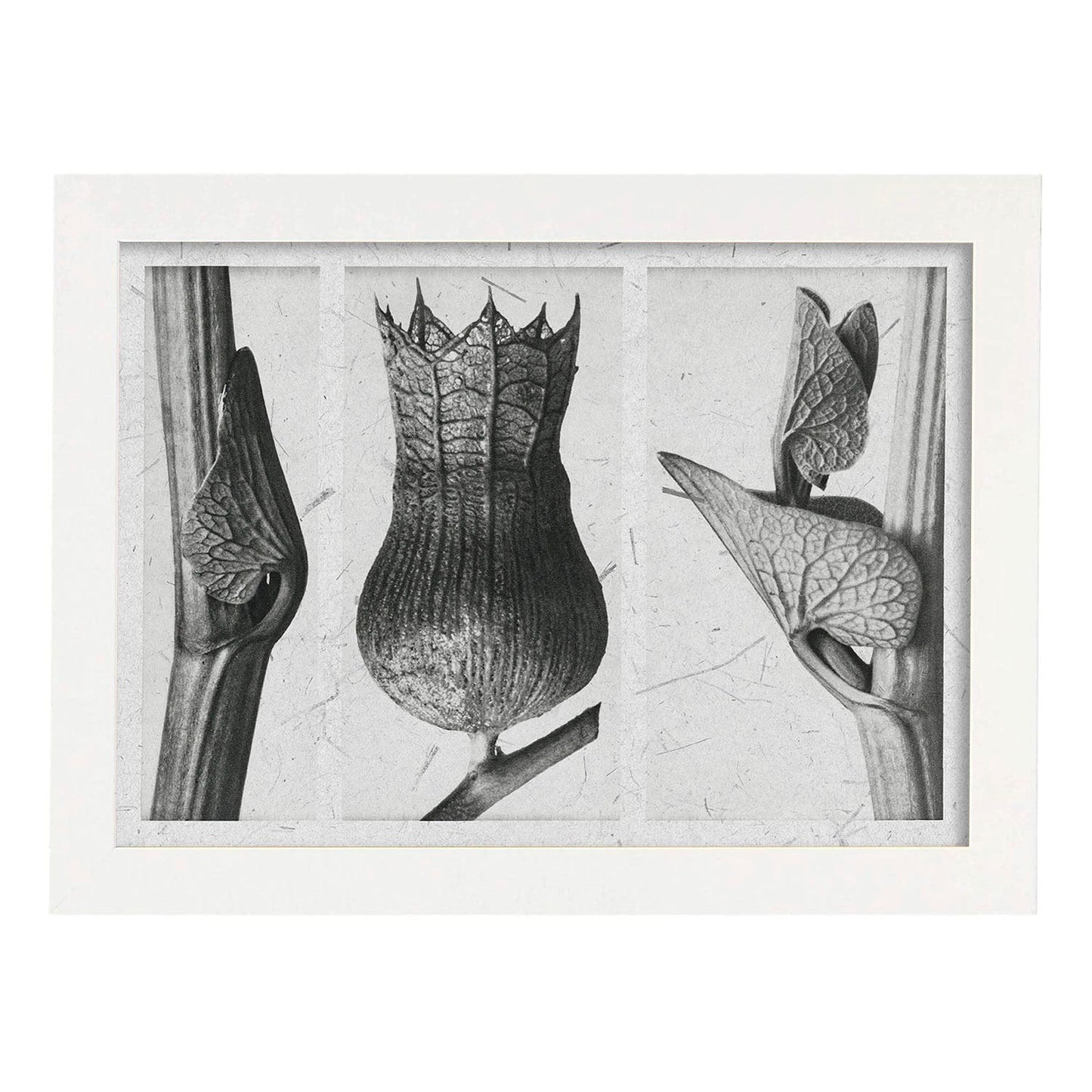 Lámina Planta blanco y negro 82. Pósters con ilustraciones de flores y plantas en tonos grises.-Artwork-Nacnic-A4-Marco Blanco-Nacnic Estudio SL