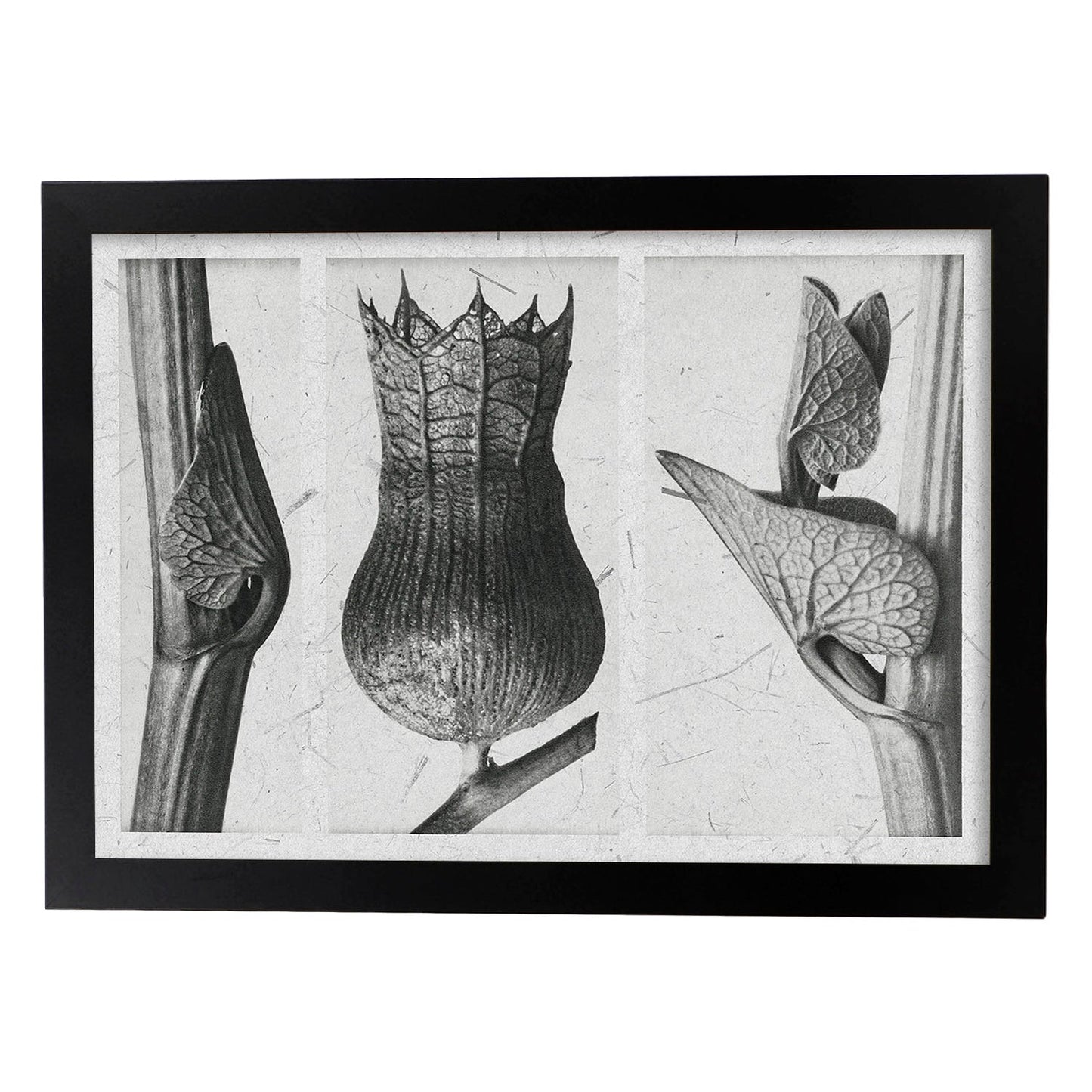 Lámina Planta blanco y negro 82. Pósters con ilustraciones de flores y plantas en tonos grises.-Artwork-Nacnic-A4-Marco Negro-Nacnic Estudio SL