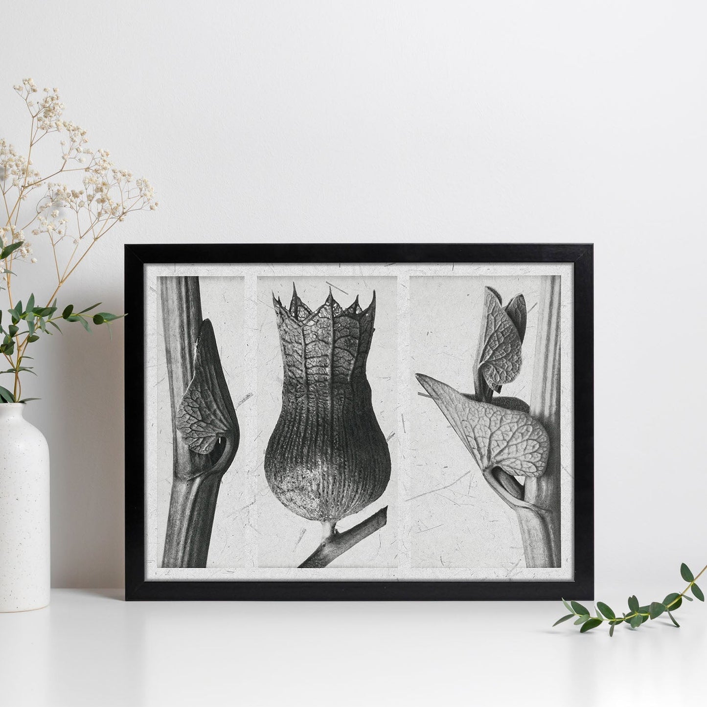 Lámina Planta blanco y negro 82. Pósters con ilustraciones de flores y plantas en tonos grises.-Artwork-Nacnic-Nacnic Estudio SL