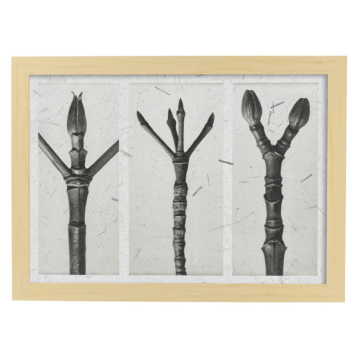 Lámina Planta blanco y negro 83. Pósters con ilustraciones de flores y plantas en tonos grises.-Artwork-Nacnic-A3-Marco Madera clara-Nacnic Estudio SL