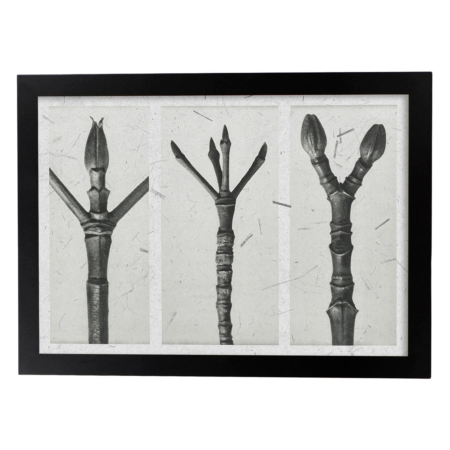 Lámina Planta blanco y negro 83. Pósters con ilustraciones de flores y plantas en tonos grises.-Artwork-Nacnic-A3-Marco Negro-Nacnic Estudio SL
