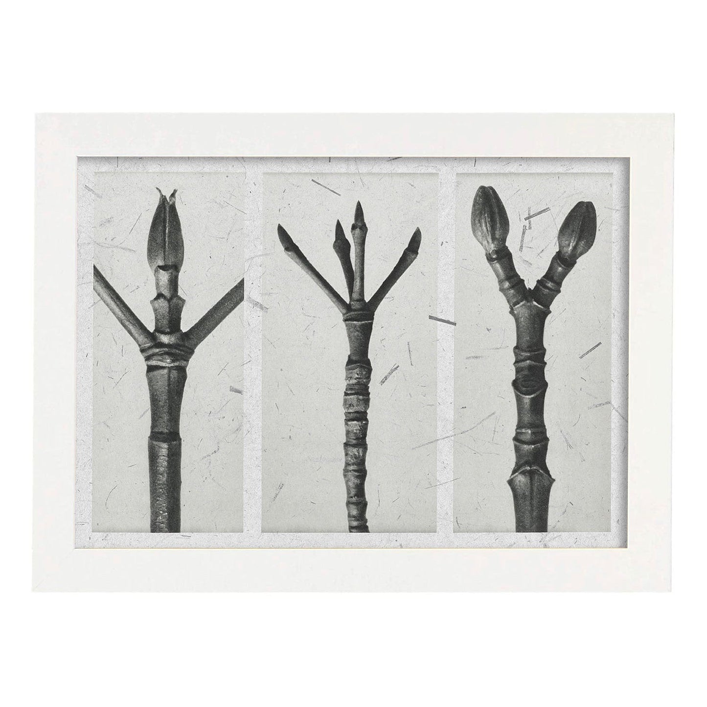 Lámina Planta blanco y negro 83. Pósters con ilustraciones de flores y plantas en tonos grises.-Artwork-Nacnic-A4-Marco Blanco-Nacnic Estudio SL