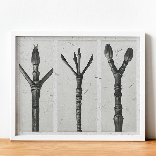 Lámina Planta blanco y negro 83. Pósters con ilustraciones de flores y plantas en tonos grises.-Artwork-Nacnic-Nacnic Estudio SL