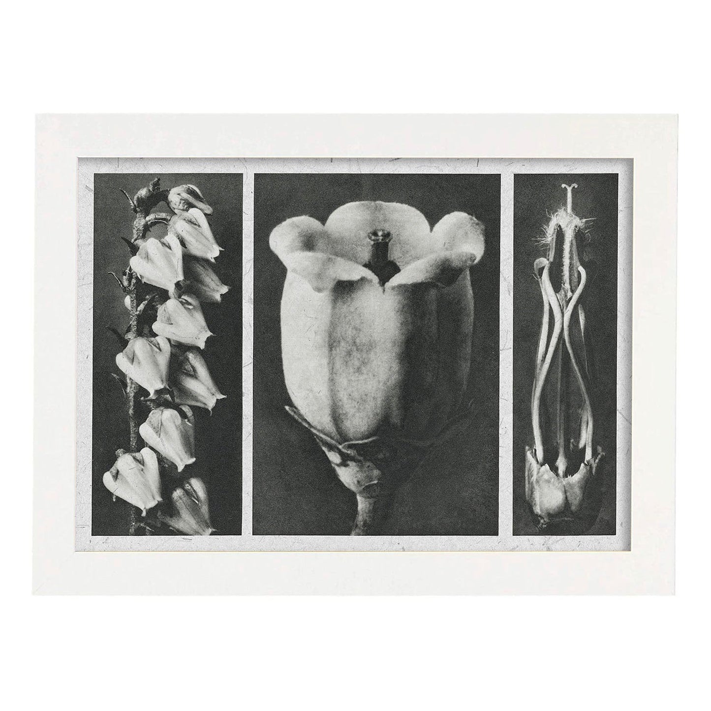 Lámina Planta blanco y negro 84. Pósters con ilustraciones de flores y plantas en tonos grises.-Artwork-Nacnic-A4-Marco Blanco-Nacnic Estudio SL