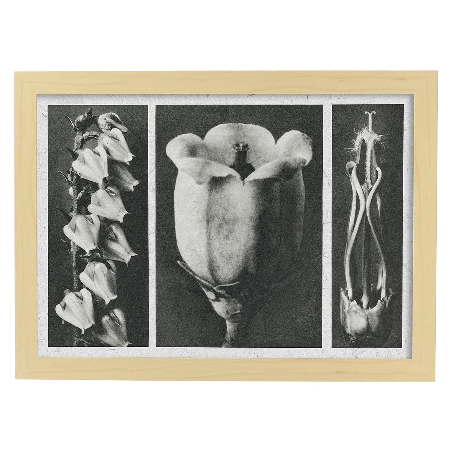 Lámina Planta blanco y negro 84. Pósters con ilustraciones de flores y plantas en tonos grises.-Artwork-Nacnic-A4-Marco Madera clara-Nacnic Estudio SL