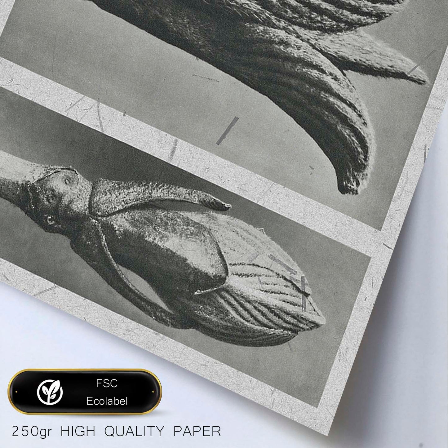 Lámina Planta blanco y negro 85. Pósters con ilustraciones de flores y plantas en tonos grises.-Artwork-Nacnic-Nacnic Estudio SL