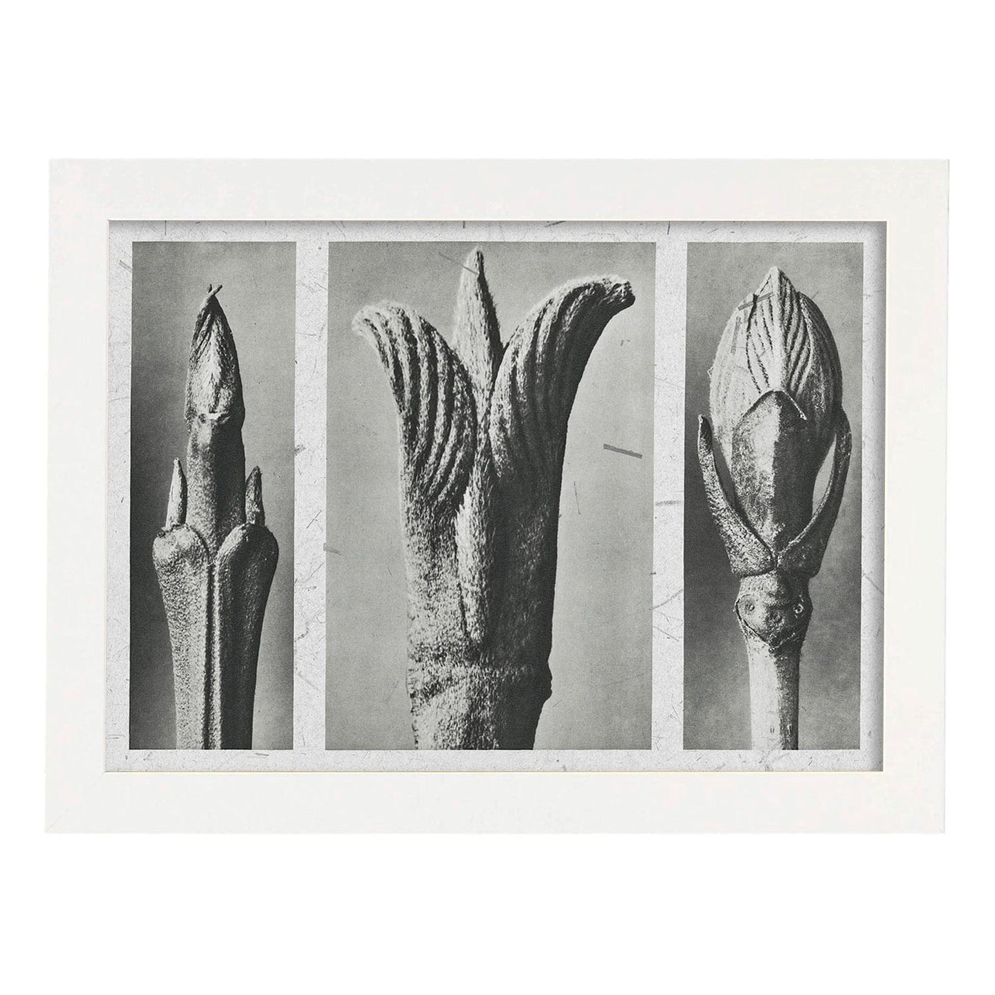 Lámina Planta blanco y negro 85. Pósters con ilustraciones de flores y plantas en tonos grises.-Artwork-Nacnic-A4-Marco Blanco-Nacnic Estudio SL
