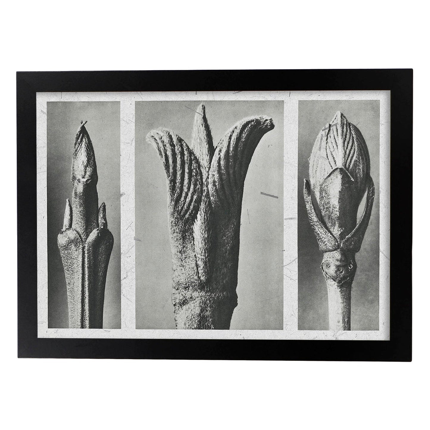 Lámina Planta blanco y negro 85. Pósters con ilustraciones de flores y plantas en tonos grises.-Artwork-Nacnic-A4-Marco Negro-Nacnic Estudio SL