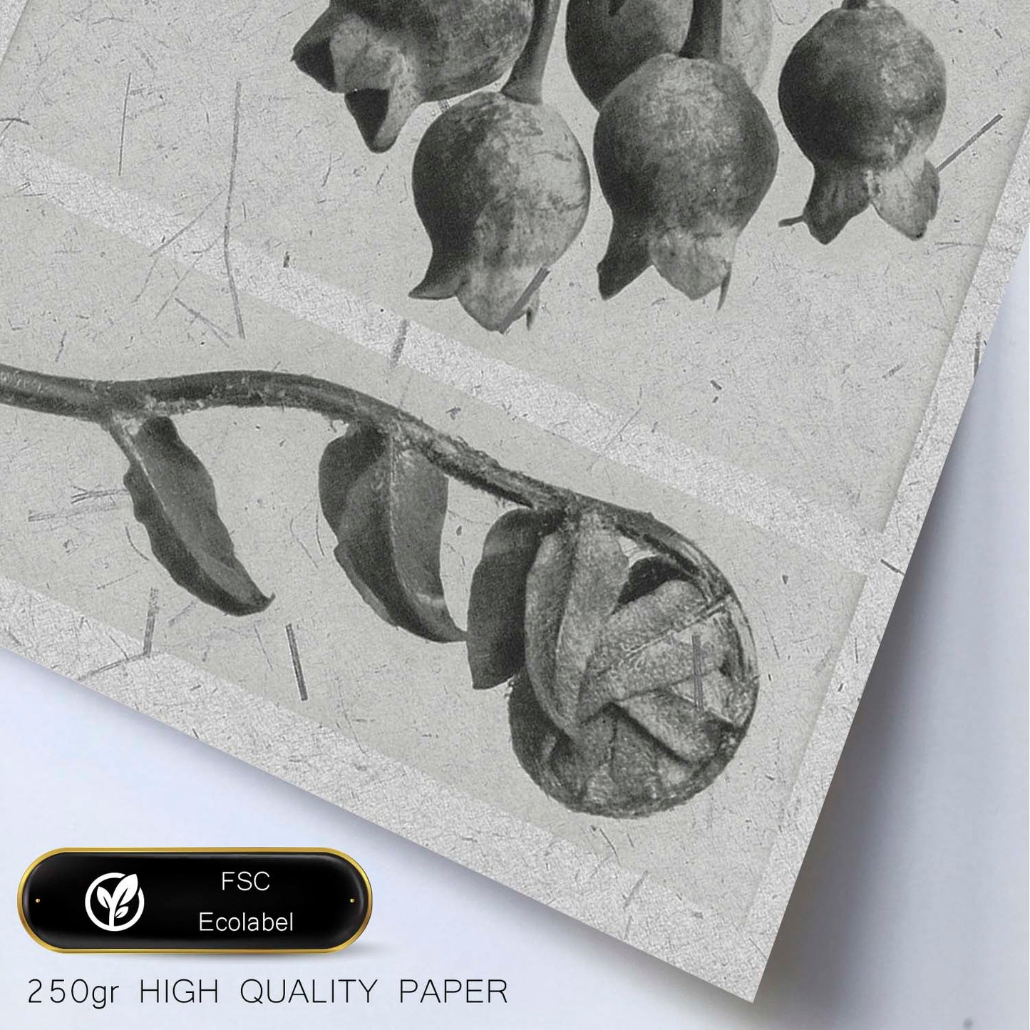 Lámina Planta blanco y negro 86. Pósters con ilustraciones de flores y plantas en tonos grises.-Artwork-Nacnic-Nacnic Estudio SL