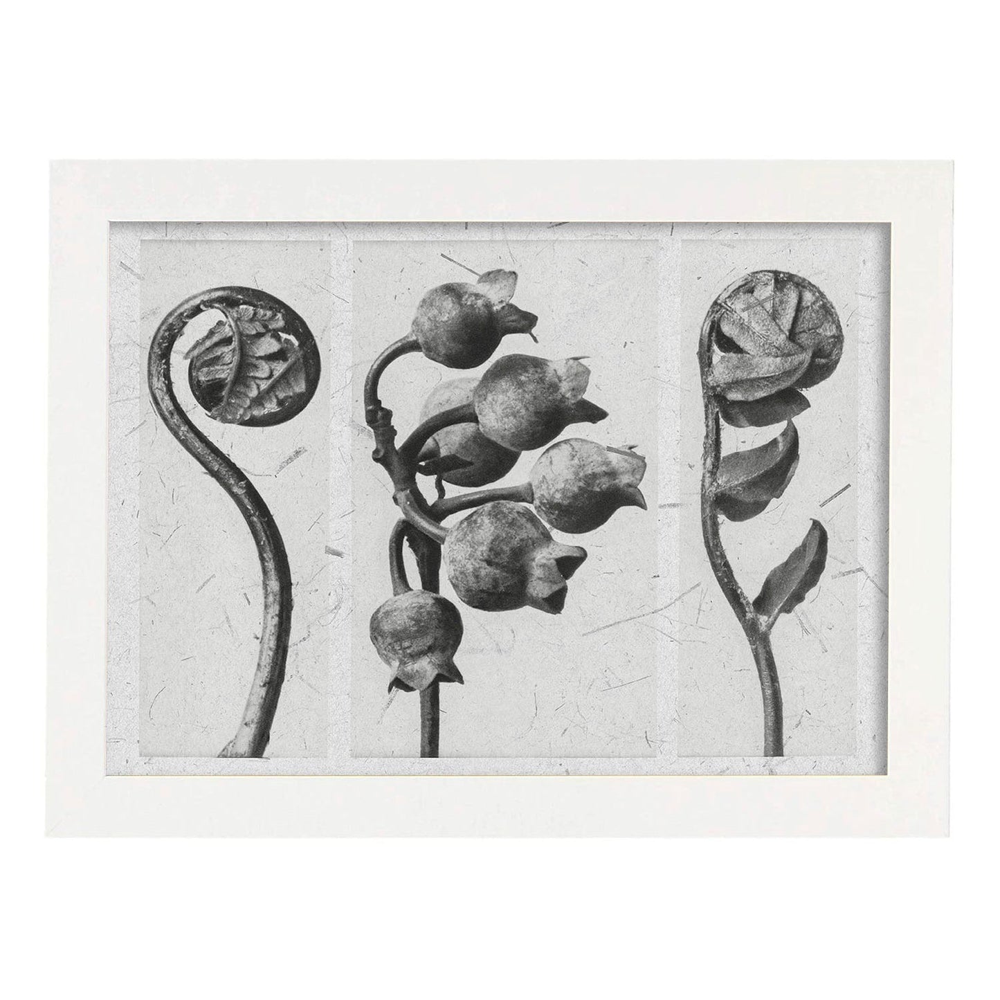 Lámina Planta blanco y negro 86. Pósters con ilustraciones de flores y plantas en tonos grises.-Artwork-Nacnic-A3-Marco Blanco-Nacnic Estudio SL
