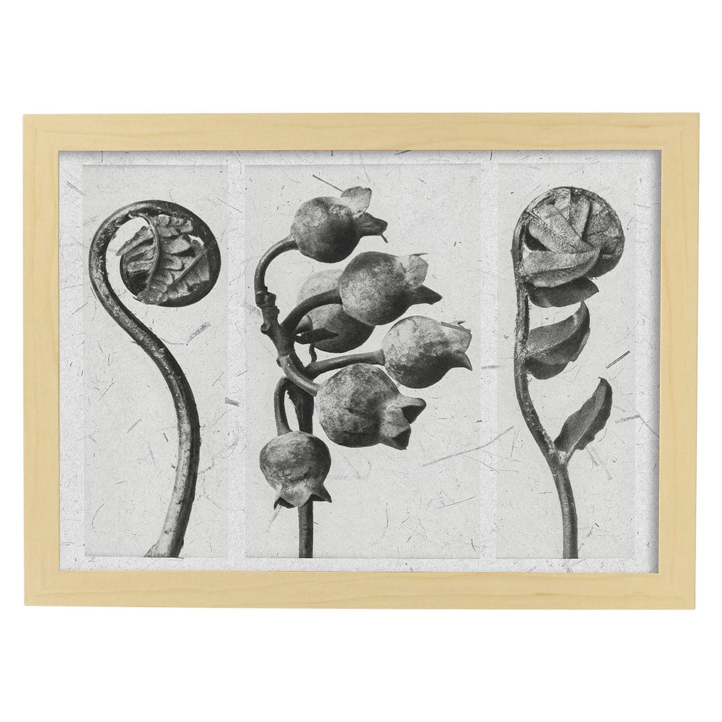 Lámina Planta blanco y negro 86. Pósters con ilustraciones de flores y plantas en tonos grises.-Artwork-Nacnic-A3-Marco Madera clara-Nacnic Estudio SL