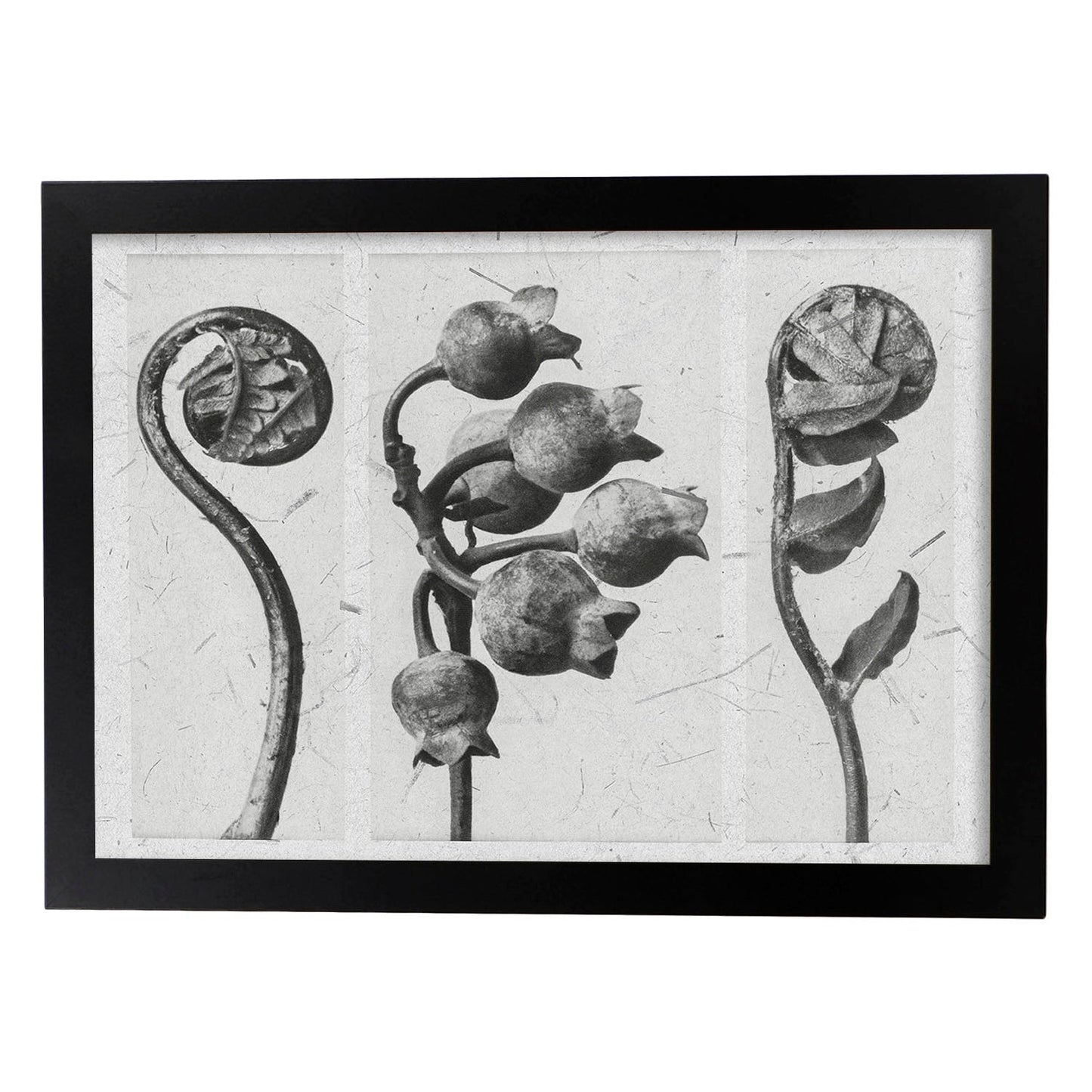 Lámina Planta blanco y negro 86. Pósters con ilustraciones de flores y plantas en tonos grises.-Artwork-Nacnic-A4-Marco Negro-Nacnic Estudio SL