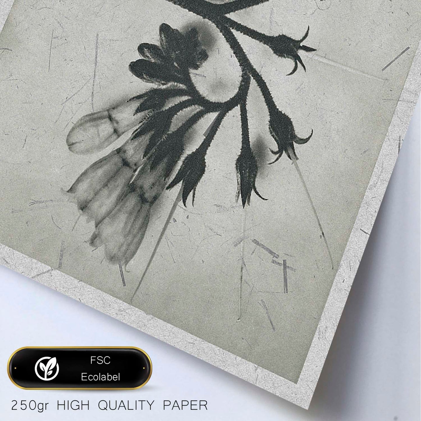Lámina Planta blanco y negro 87. Pósters con ilustraciones de flores y plantas en tonos grises.-Artwork-Nacnic-Nacnic Estudio SL