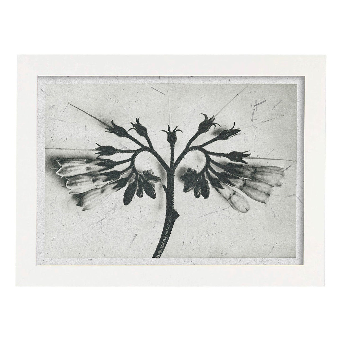 Lámina Planta blanco y negro 87. Pósters con ilustraciones de flores y plantas en tonos grises.-Artwork-Nacnic-A3-Marco Blanco-Nacnic Estudio SL