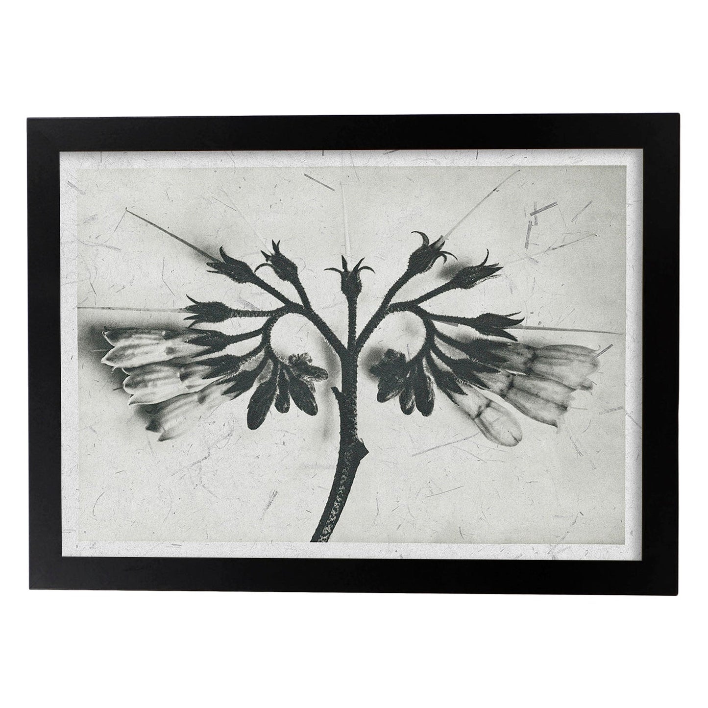 Lámina Planta blanco y negro 87. Pósters con ilustraciones de flores y plantas en tonos grises.-Artwork-Nacnic-A3-Marco Negro-Nacnic Estudio SL