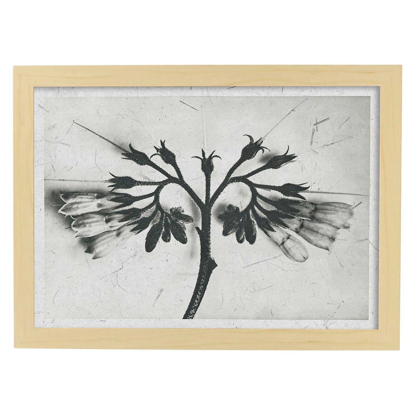 Lámina Planta blanco y negro 87. Pósters con ilustraciones de flores y plantas en tonos grises.-Artwork-Nacnic-A4-Marco Madera clara-Nacnic Estudio SL