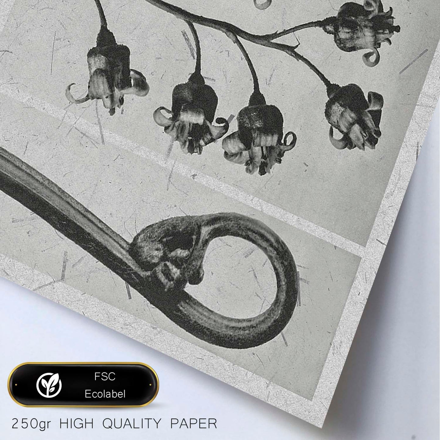 Lámina Planta blanco y negro 88. Pósters con ilustraciones de flores y plantas en tonos grises.-Artwork-Nacnic-Nacnic Estudio SL