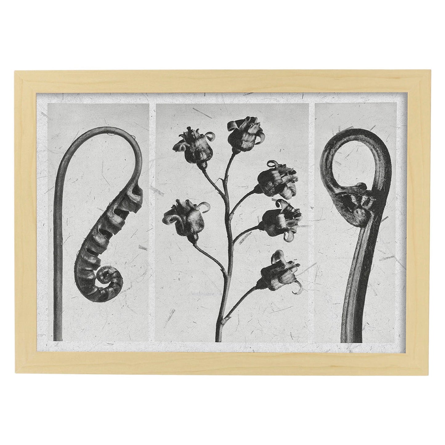 Lámina Planta blanco y negro 88. Pósters con ilustraciones de flores y plantas en tonos grises.-Artwork-Nacnic-A4-Marco Madera clara-Nacnic Estudio SL