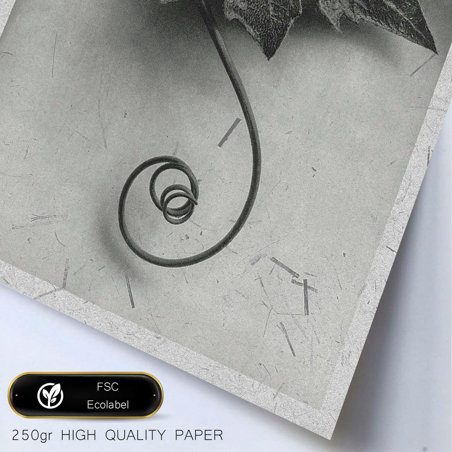 Lámina Planta blanco y negro 89. Pósters con ilustraciones de flores y plantas en tonos grises.-Artwork-Nacnic-Nacnic Estudio SL