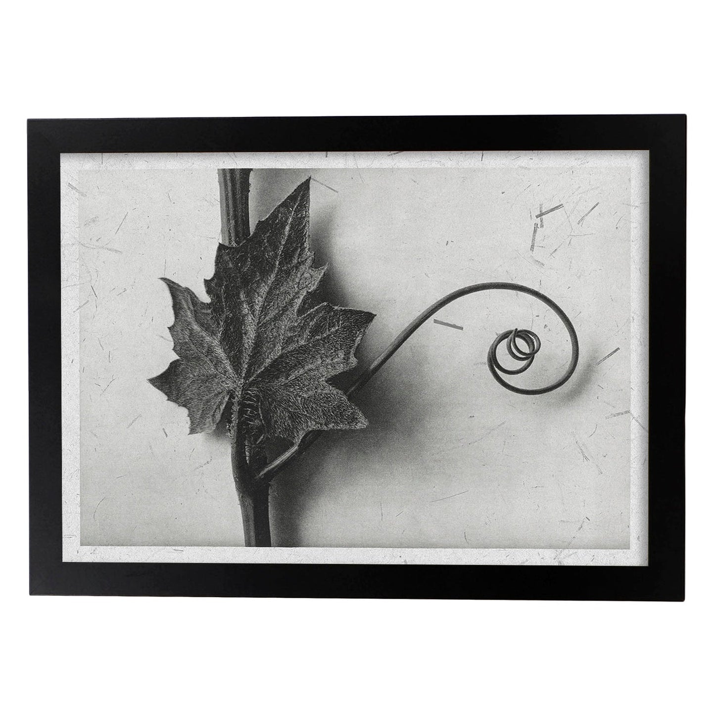 Lámina Planta blanco y negro 89. Pósters con ilustraciones de flores y plantas en tonos grises.-Artwork-Nacnic-A3-Marco Negro-Nacnic Estudio SL