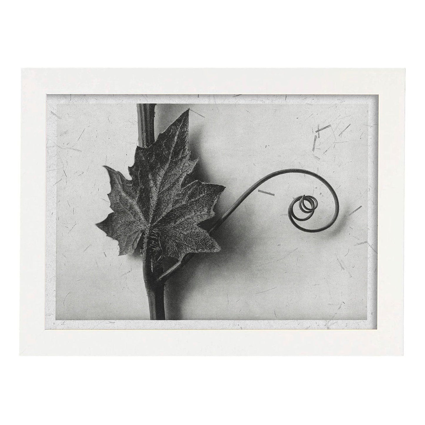 Lámina Planta blanco y negro 89. Pósters con ilustraciones de flores y plantas en tonos grises.-Artwork-Nacnic-A4-Marco Blanco-Nacnic Estudio SL
