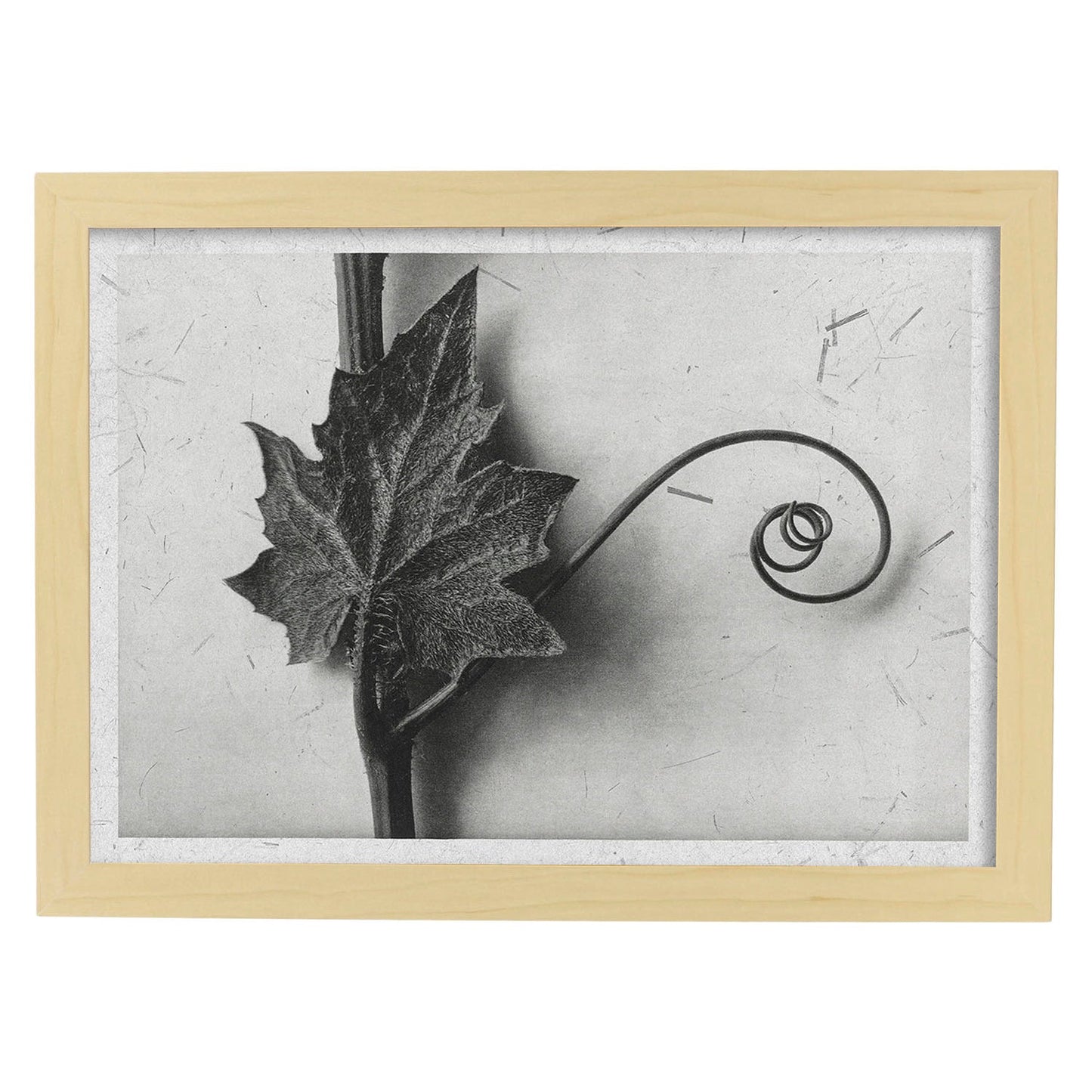 Lámina Planta blanco y negro 89. Pósters con ilustraciones de flores y plantas en tonos grises.-Artwork-Nacnic-A4-Marco Madera clara-Nacnic Estudio SL